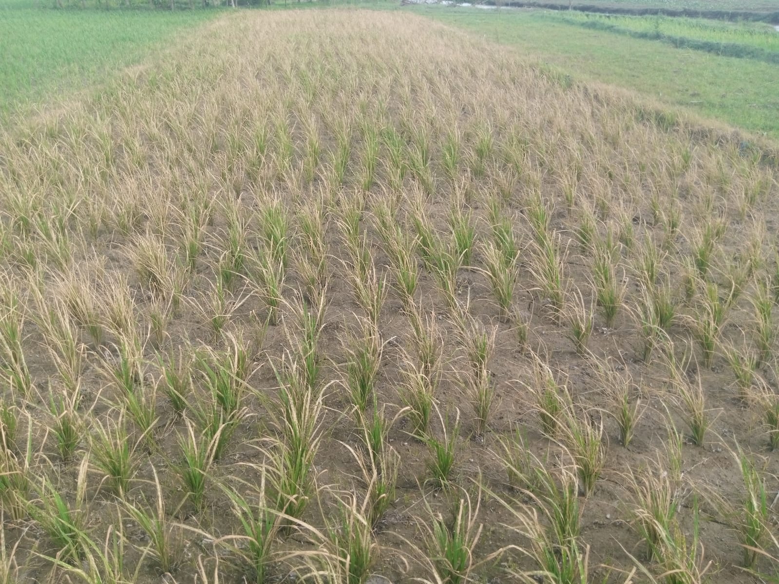 ভুল আগাছানাশক দিলেন কীটনাশক দোকানী, ১৫ শতক জমির ধান নষ্ট কৃষকের